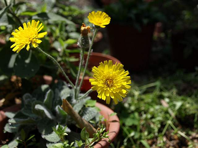 P6018925