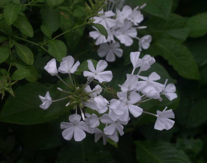 P6201725