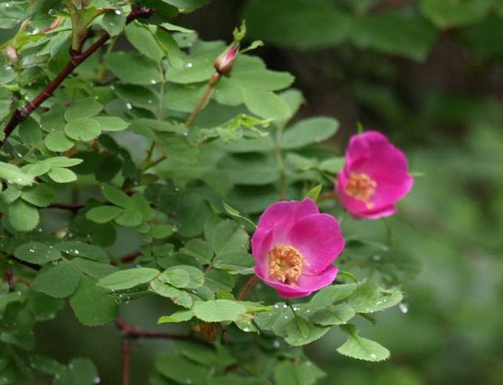 P6272127