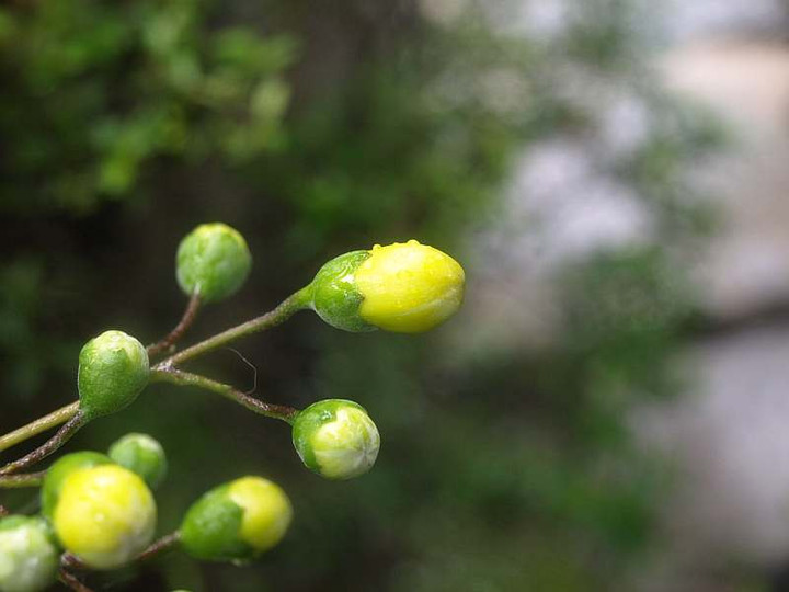 P6292448