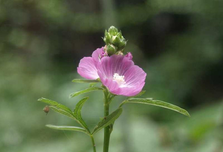 P6231811