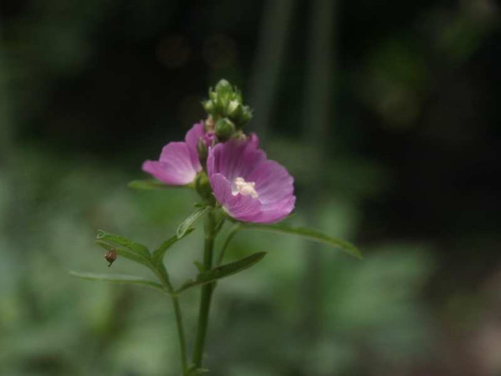 P6231812