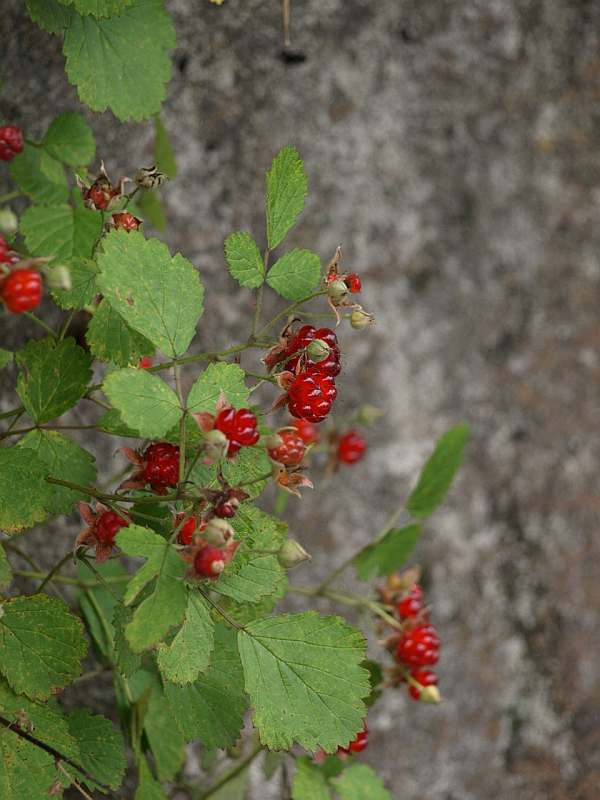 P7012610