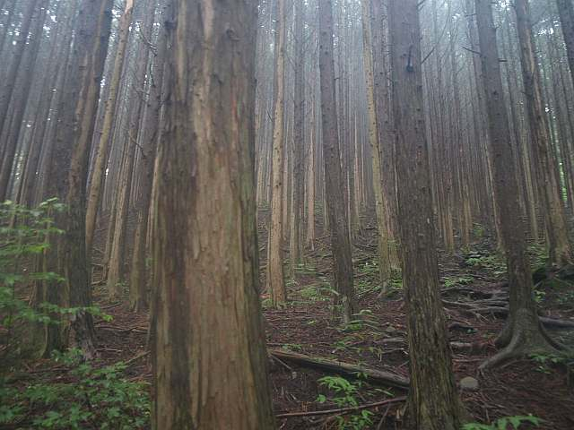 P7053113