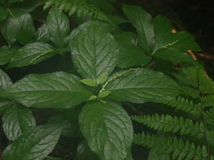 P7053115