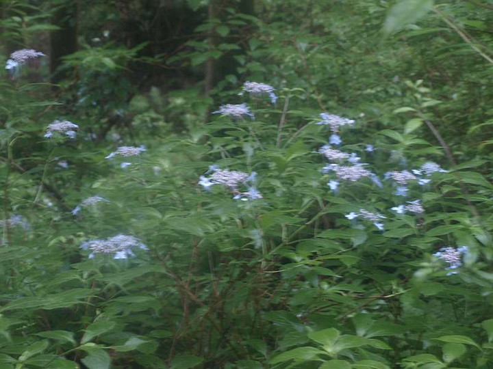P7053117