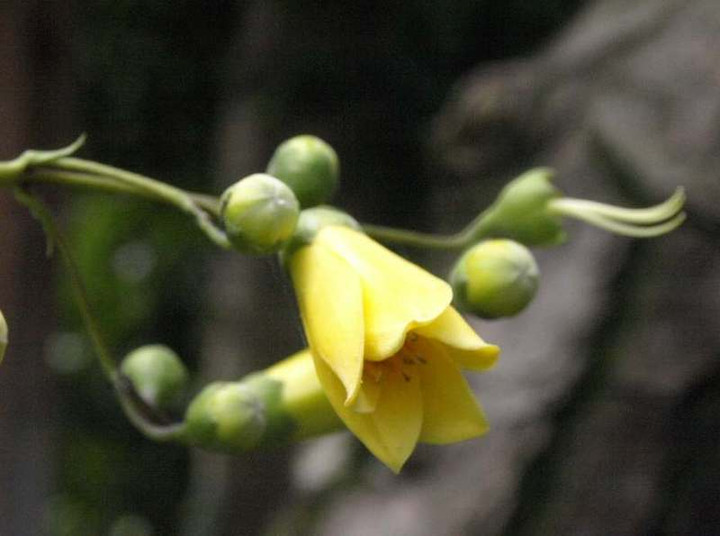 P7063352