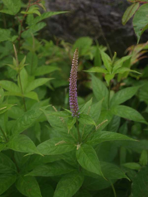 P7053155