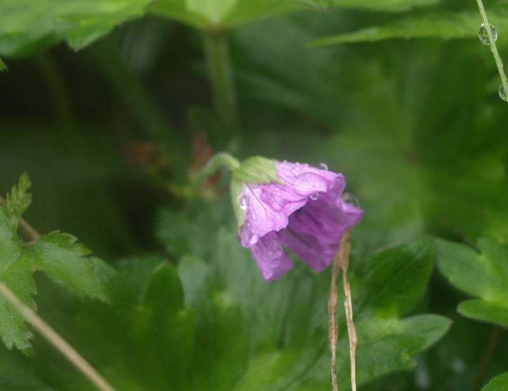 P7053158
