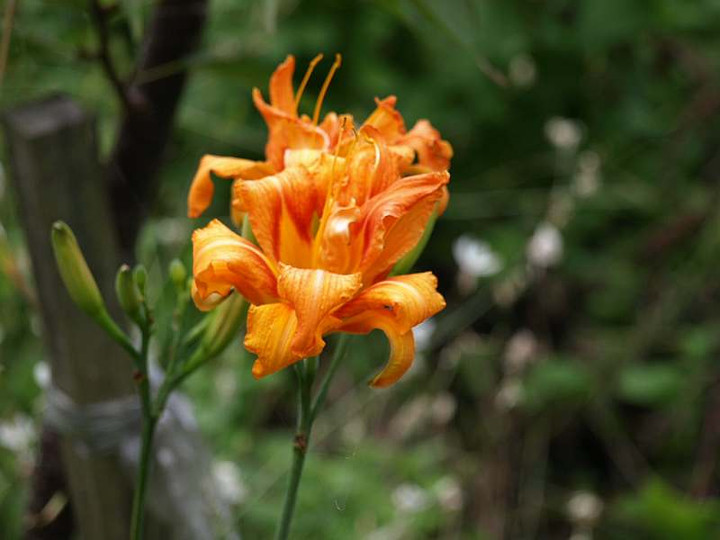 P7032983