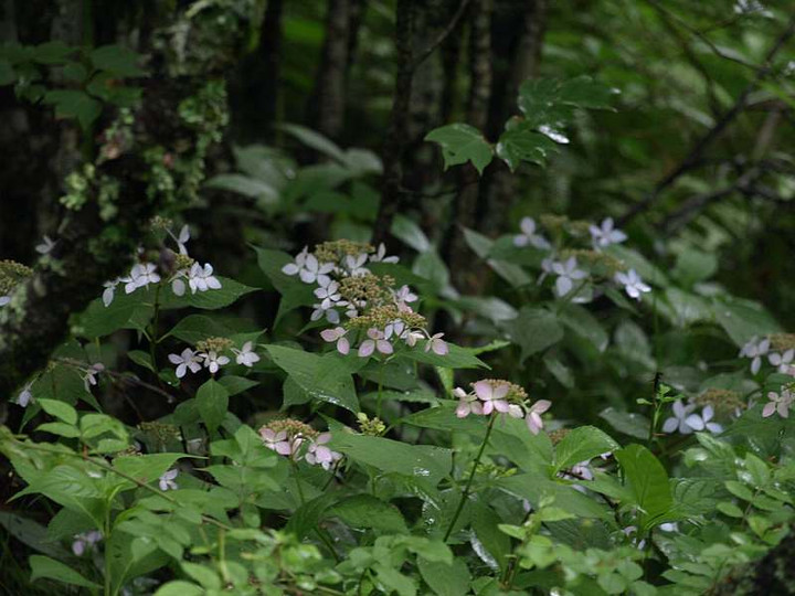 P7053223