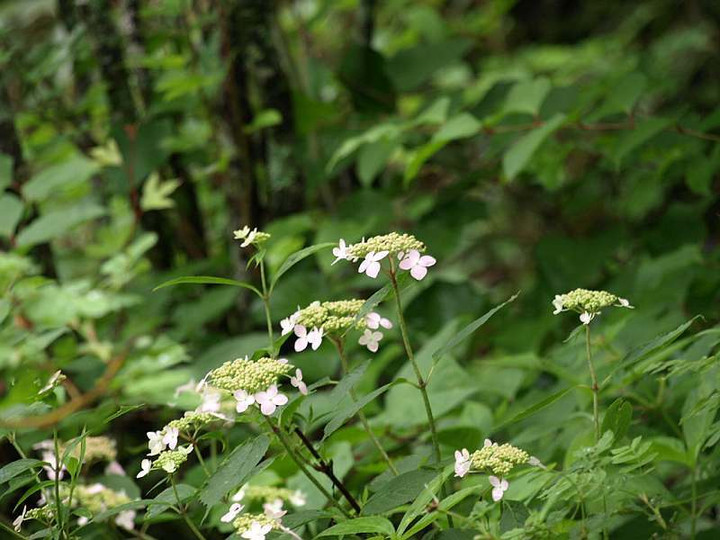 P7053225