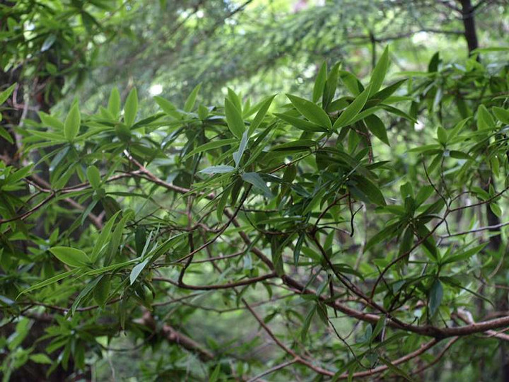 P7053232