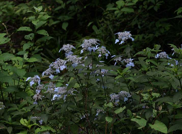 P7053282