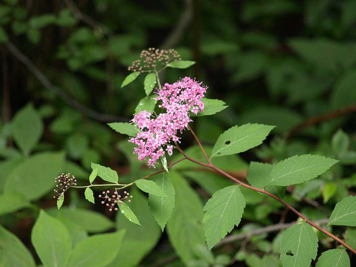 P7053286