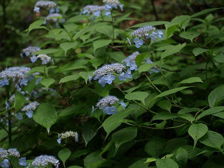 P7053322