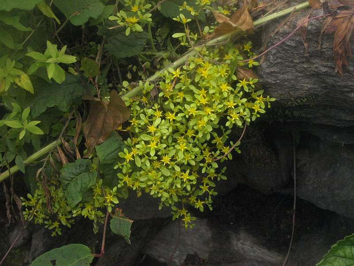 P7053347