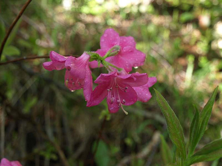 P7173917murasakiyasio