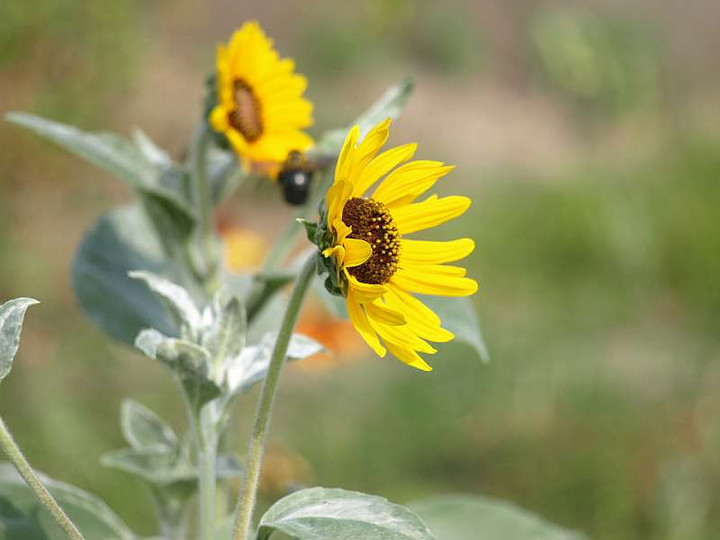 P7234945