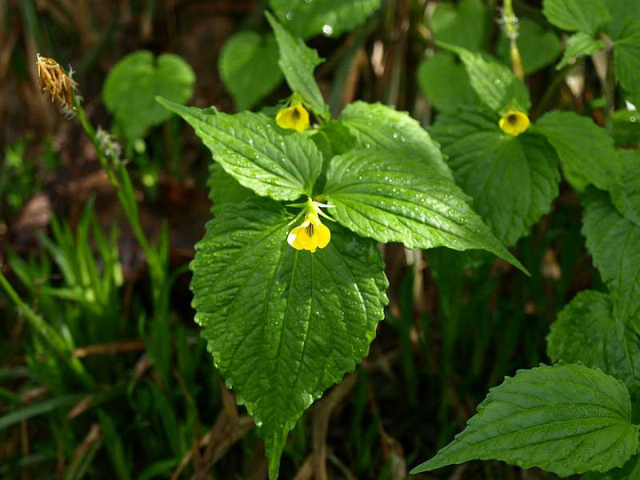P7173948