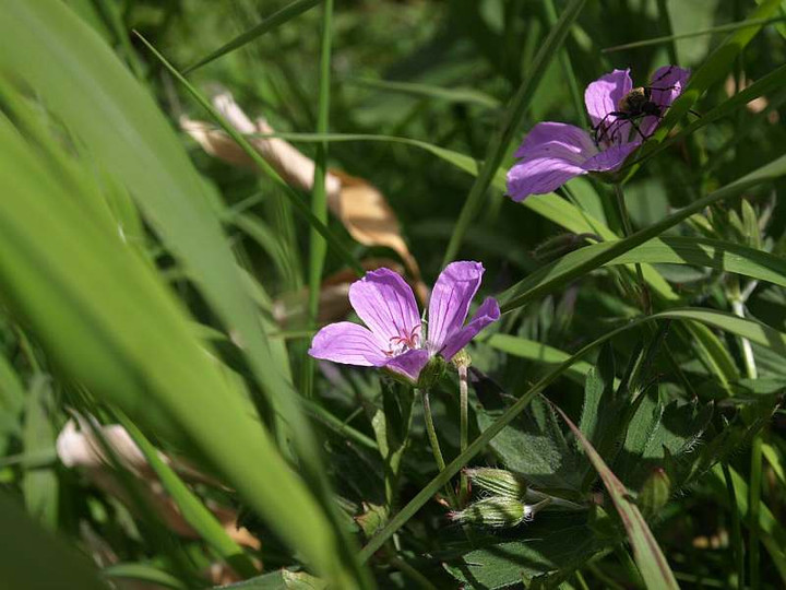 P7174235
