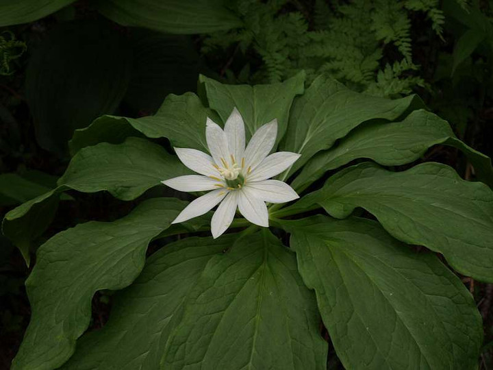 P7174331
