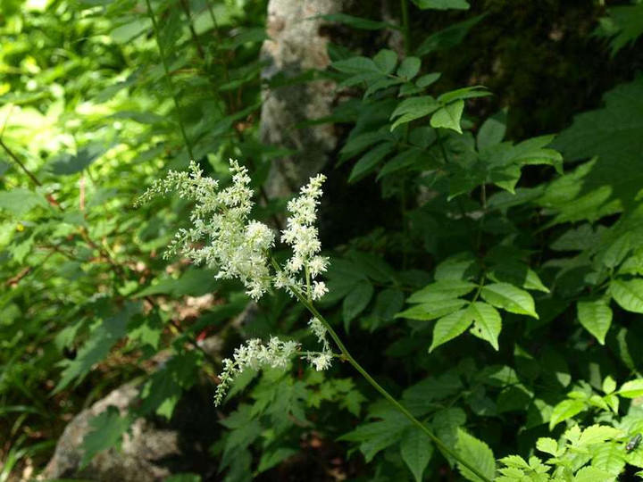P7194742