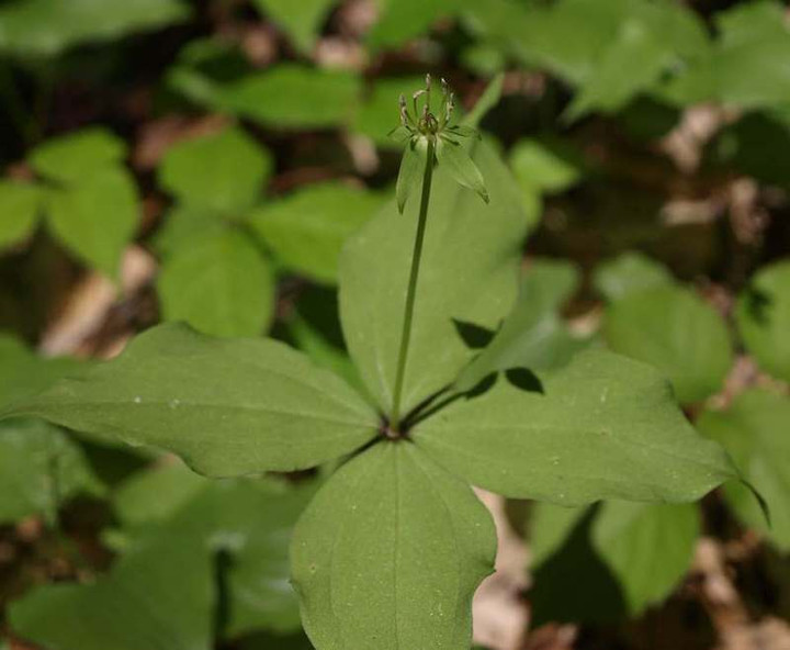 P7194775
