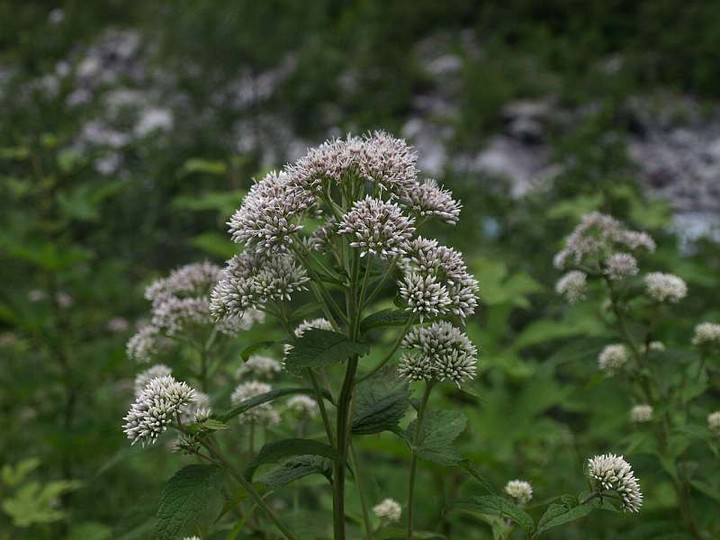 P7194846