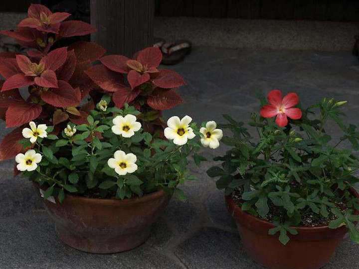 P8065050