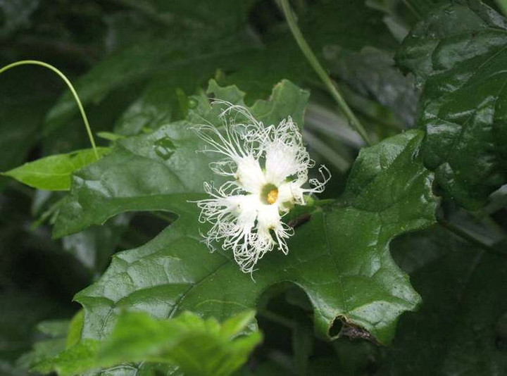 P8075089