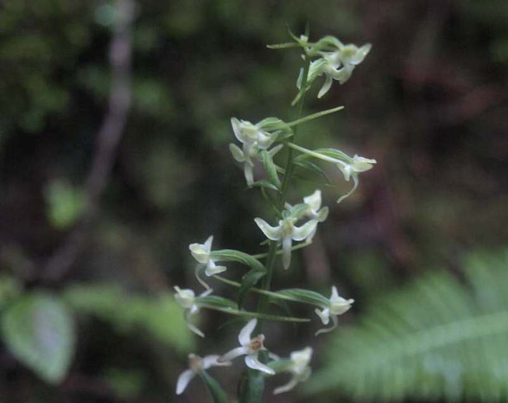 P8075168