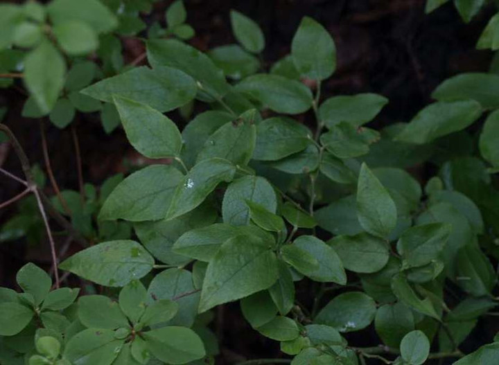 P8075259
