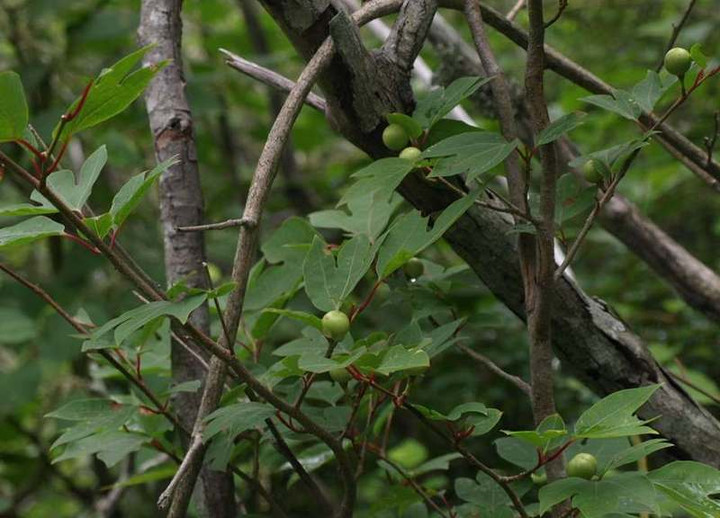 P8075247
