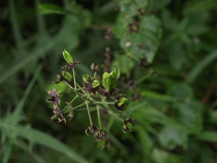 P8075250