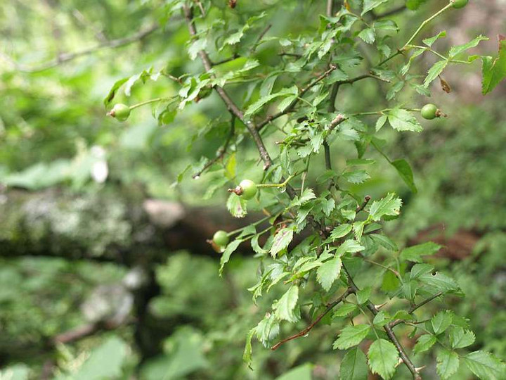 P8075266