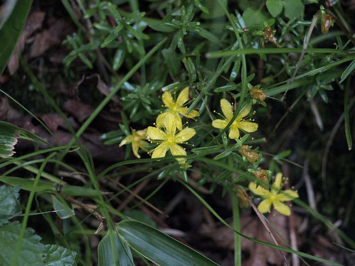 P8075294takaneotogiri