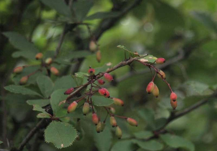 P8075310