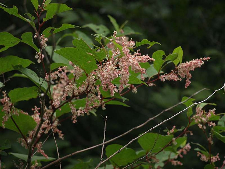 P8075327