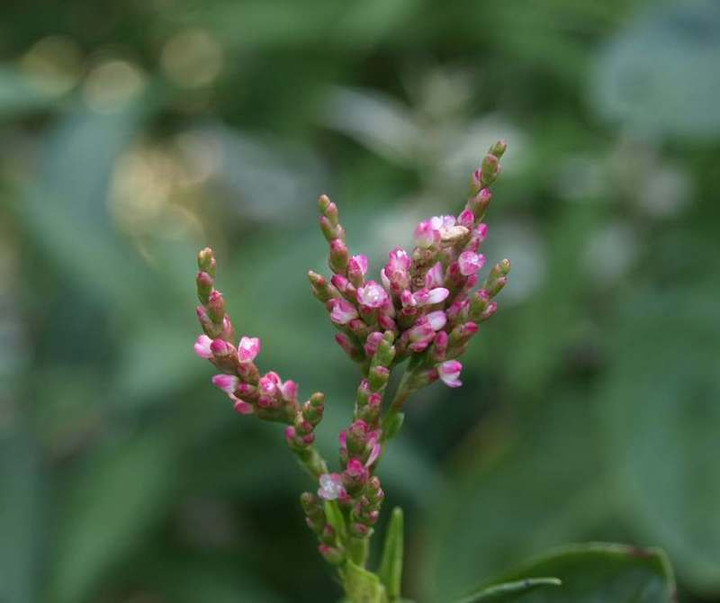 P8095661