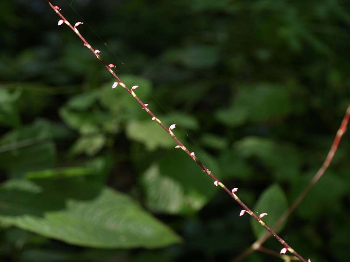 P8135796