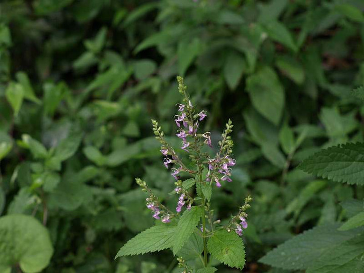 P8135761