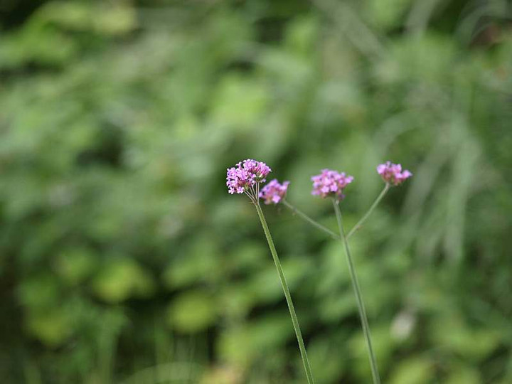 P8186130