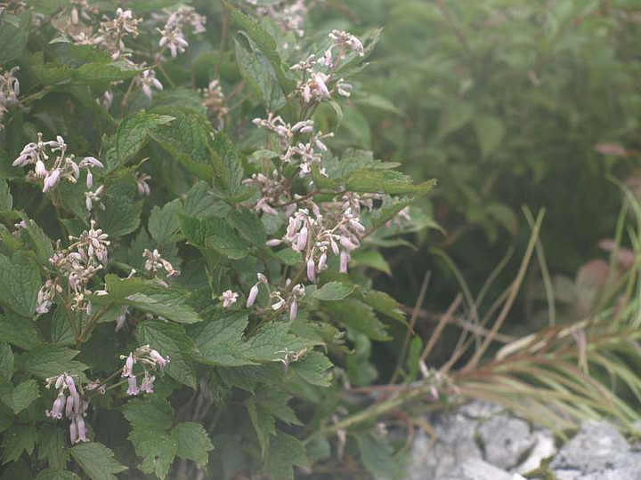 P8186335pinnku_kusabotann