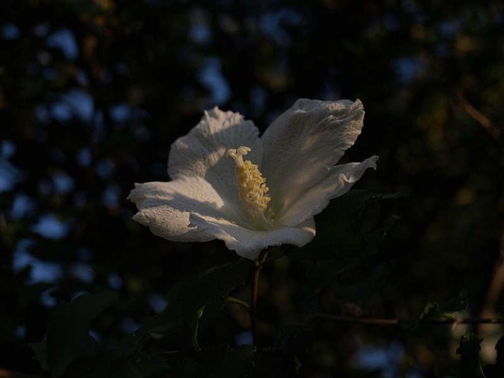 P8206487mukuge_uemuki