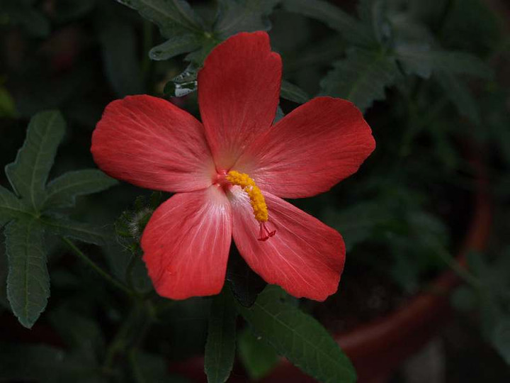 P8266945
