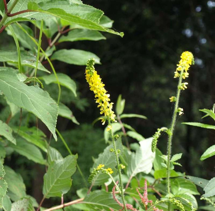 P8246665kinnmizuhiki