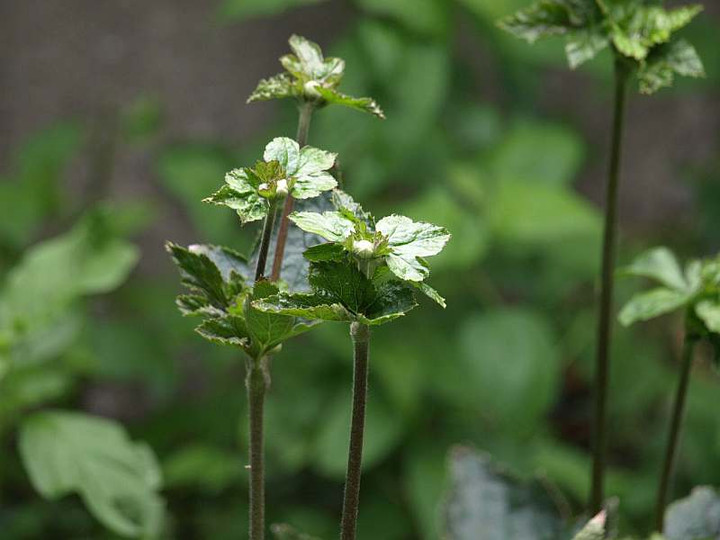 P9067853