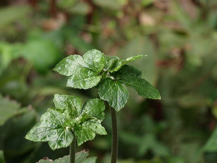 P9077887
