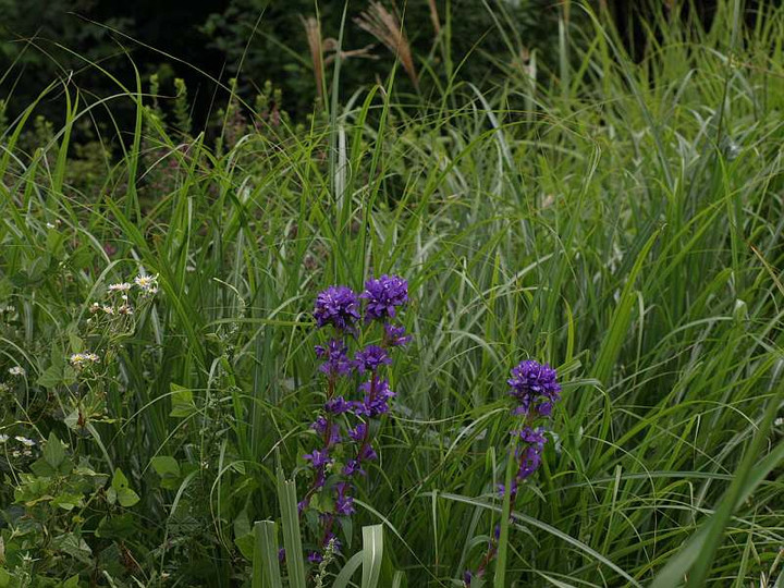 P8297406ayatusirosou